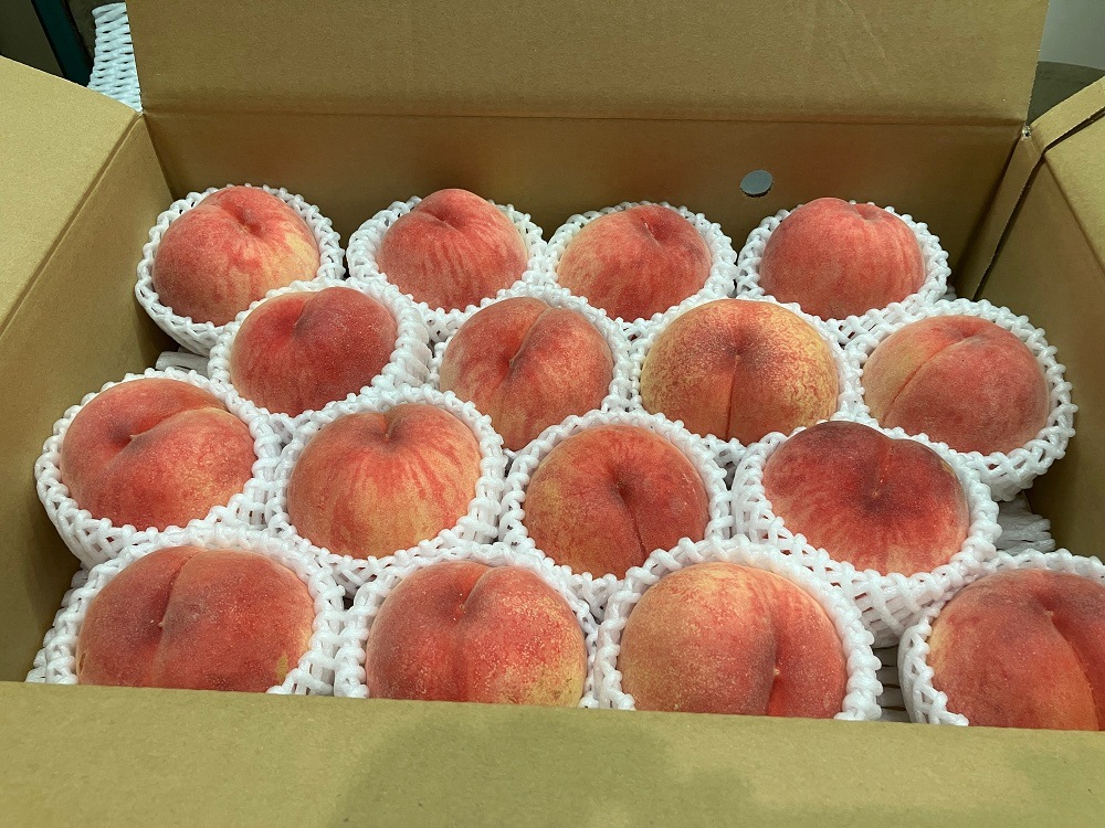 ������ ���� ��15�� ���٥��󥵡�����