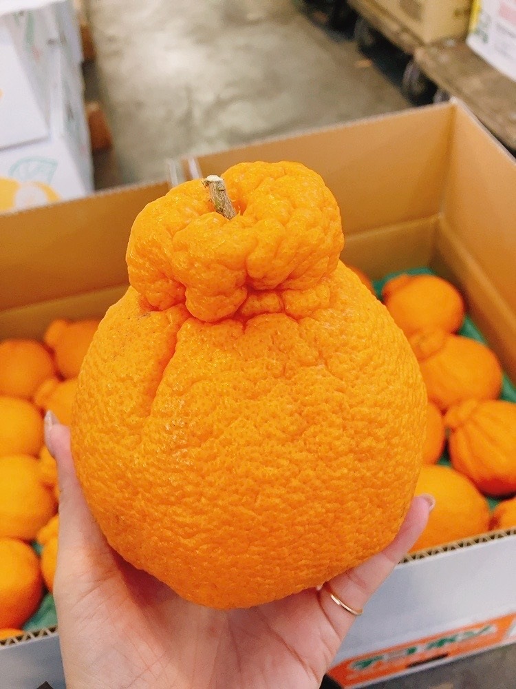 Ĺ�껺�����ϥǥ��ݥ󡡽��� 15��18���� ��5���