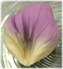 桔梗＜ききょう＞|上生菓子