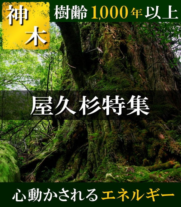 �ǹ�顿���׿��֥쥹��å� ��������