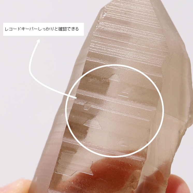 �ڴ����ۥ��⡼�������ꥢ�󥷡��� ���֥�뻺��1����Ρ�