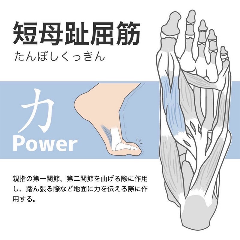 �����ƥ��Х�����/Activital �ⵡǽ���å���/�եåȥ��ݡ�����PRO��HRD1056��HRD1055��HRD1054�� 