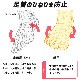 �����ƥ��Х�����/Activital �ⵡǽ���å���/�եåȥ��ݡ�����PRO��HRD1056��HRD1055��HRD1054�� 