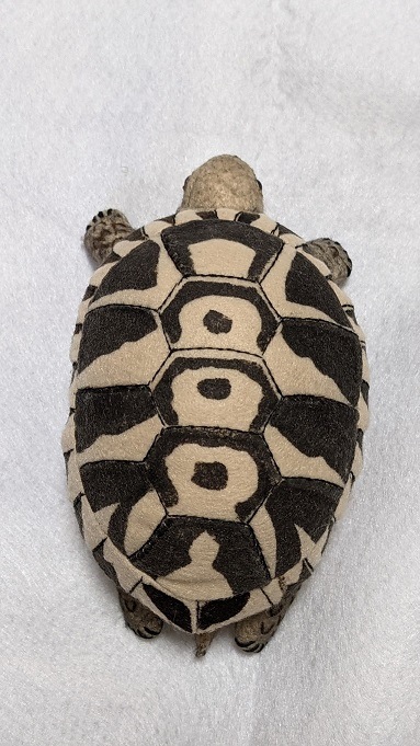 �ڤ����󤻡ۡ������������Ω�ε��޴ա��إ�ޥ�ꥯ����