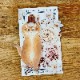 [補補猫・大衛煮愛] 珈琲色系的滋味 クリアPETテープ(剥離紙付き)