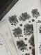[樂意Loidesign] 黑白海棠 Black & White Begonia 転写シール(3種類各1枚入)