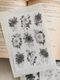[樂意Loidesign] 黑白海棠 Black & White Begonia 転写シール(3種類各1枚入)