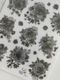 [樂意Loidesign] 黑白海棠 Black & White Begonia 転写シール(3種類各1枚入)