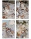 [Meow Illustration] 彩斑羽蝶 Beautiful Butterfly クリアPETテープ(貝殻光、剥離紙付き)