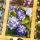 [黙代誌] 花間 クリアPETダイカットテープ(剥離紙付き)