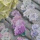 [樂意Loidesign] 雨色(Rain color) 紫陽花柄 クリアPETテープ(剥離紙付き)