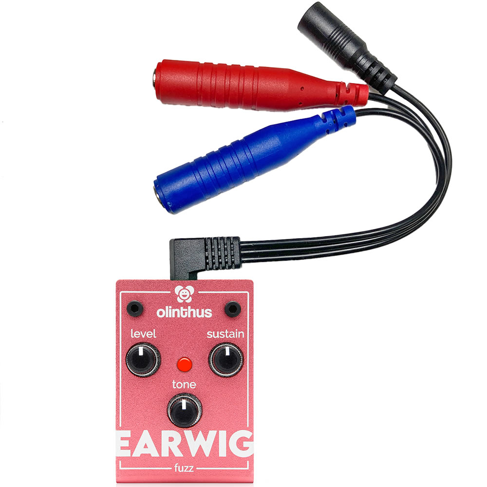 Olinthus EARWIG Ķե եҥ󥿥