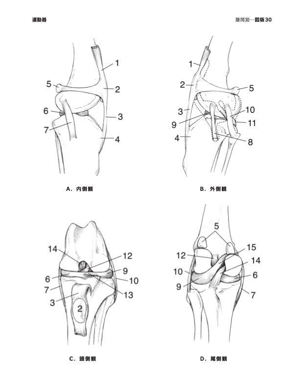 犬の解剖カラーリングアトラス | 基礎獣医学,解剖・組織学 | 株式会社