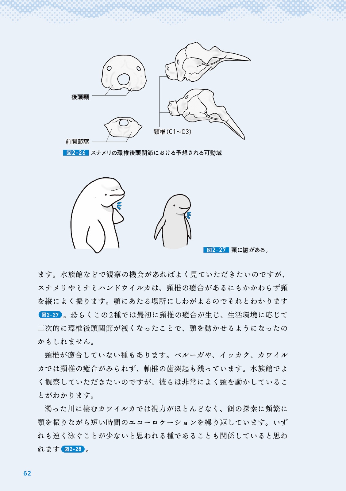 イルカの時間 イラストと科学で巡る旅 | すべての商品 | 株式会社学窓社