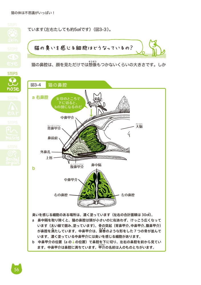 楽しい解剖学 猫の体は不思議がいっぱい！ | 動物看護,楽しい解剖学