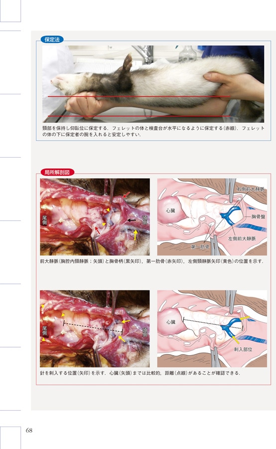 フェレットの臨床 エキゾチック臨床シリーズ Vol.11 フェレットの疾病と治療