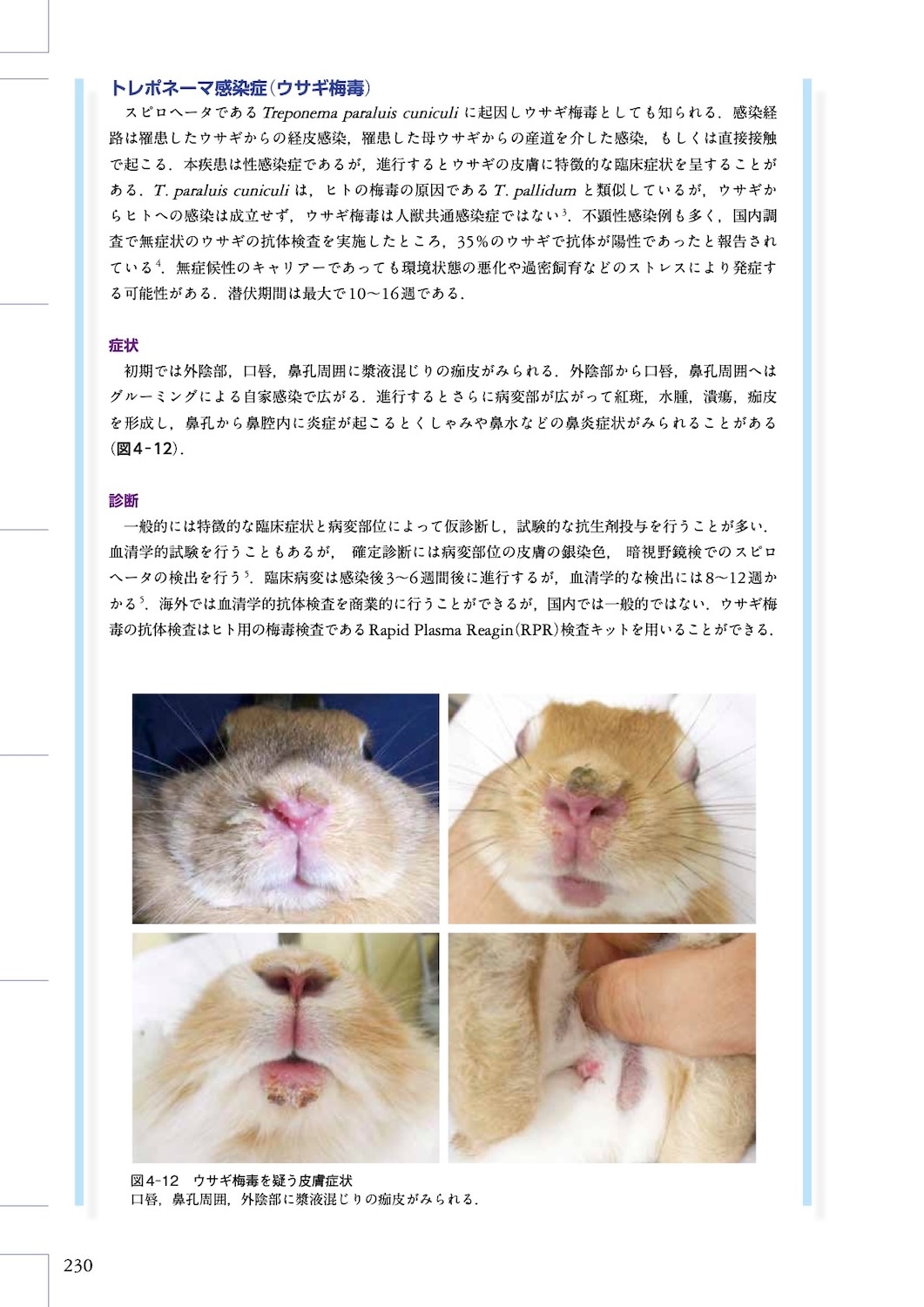 できる！！　ウサギの診療　最新版 一般臨床医のための できる！！ウサギの診療｜EDUONE ONLINE STORE