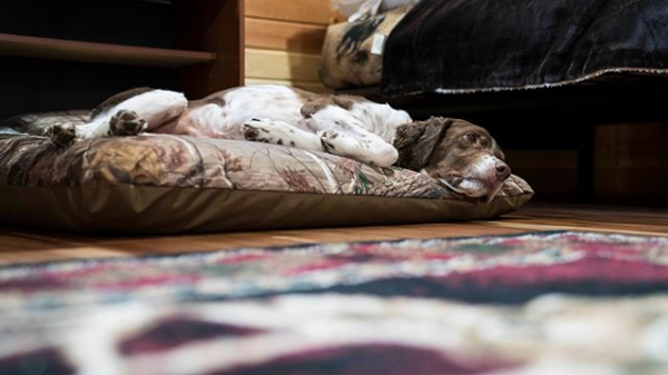 ペットソフトベッド L 「リアルツリー/コヨーテ」