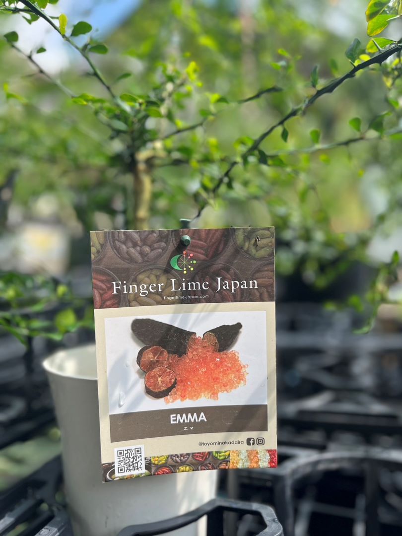 フィンガーライム 苗木5号鉢【フィンガーライムジャパン品種確定苗