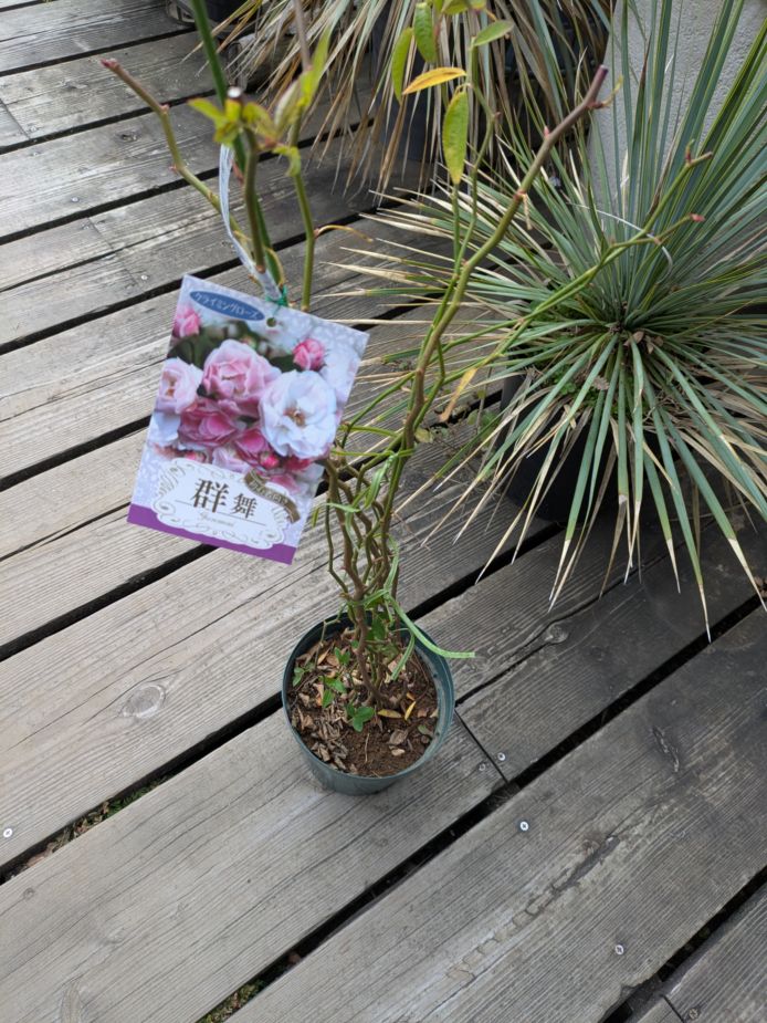 オンラインショップ|ガーデンガーデン|花苗や観葉植物の通販を行う豊橋