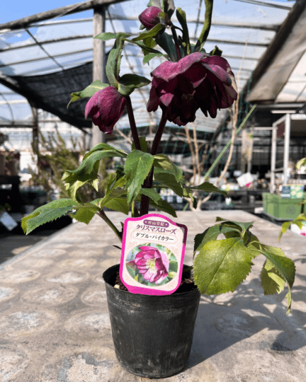 ダブル・バイカラー4寸【杉光園芸クリスマスローズ】③|ガーデン