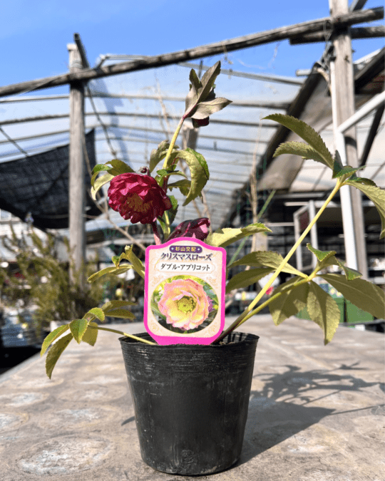 ダブル・アプリコット4寸【杉光園芸クリスマスローズ】①|ガーデン
