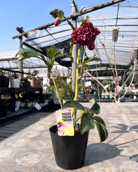 多弁ダブル4寸【杉光園芸クリスマスローズ】⑩|ガーデンガーデン|花苗