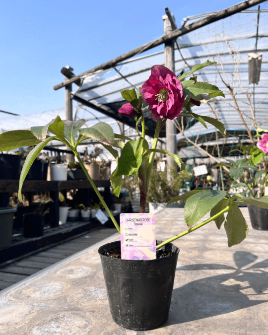 SPダブル－2 4寸【杉光園芸クリスマスローズ】⑭|ガーデンガーデン