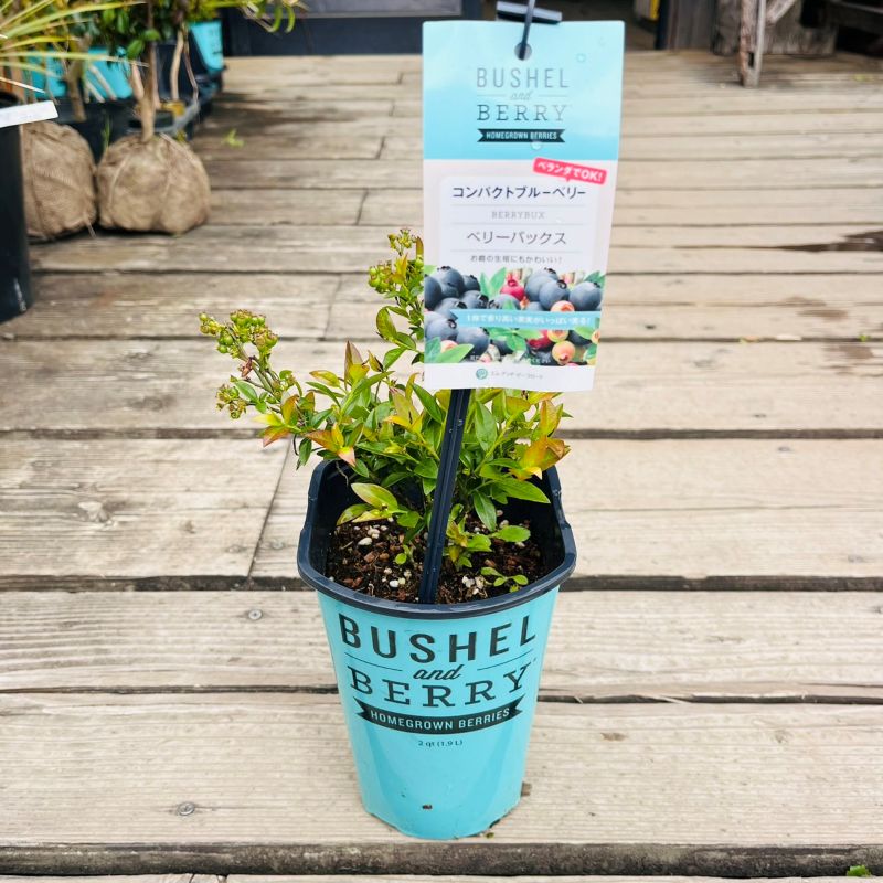 レア！Danskダンスクberriesベリーズ未使用6ピースセットブルーベリー ベリーバックス【コンパクトブルーベリー】【BUSHL and BERRY