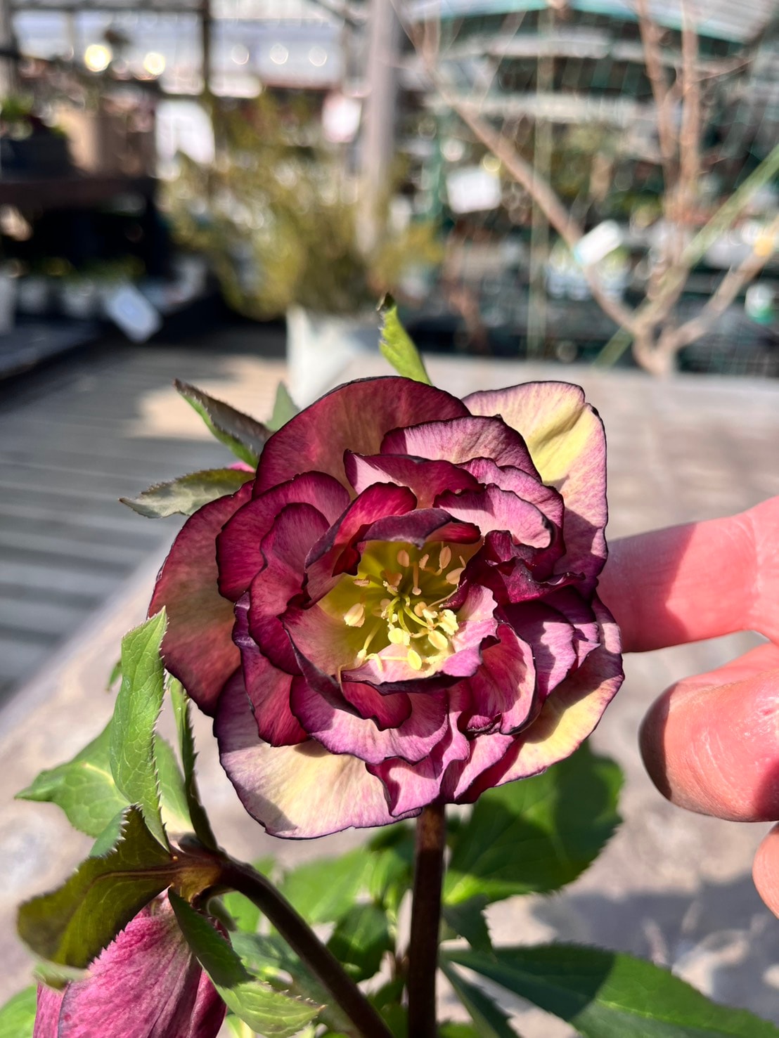 ダブル・バイカラー4寸【杉光園芸クリスマスローズ】③|ガーデン