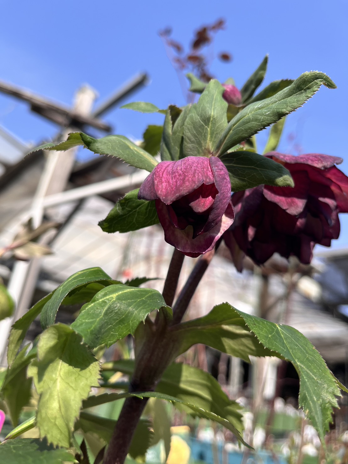 ダブル・バイカラー4寸【杉光園芸クリスマスローズ】③|ガーデン