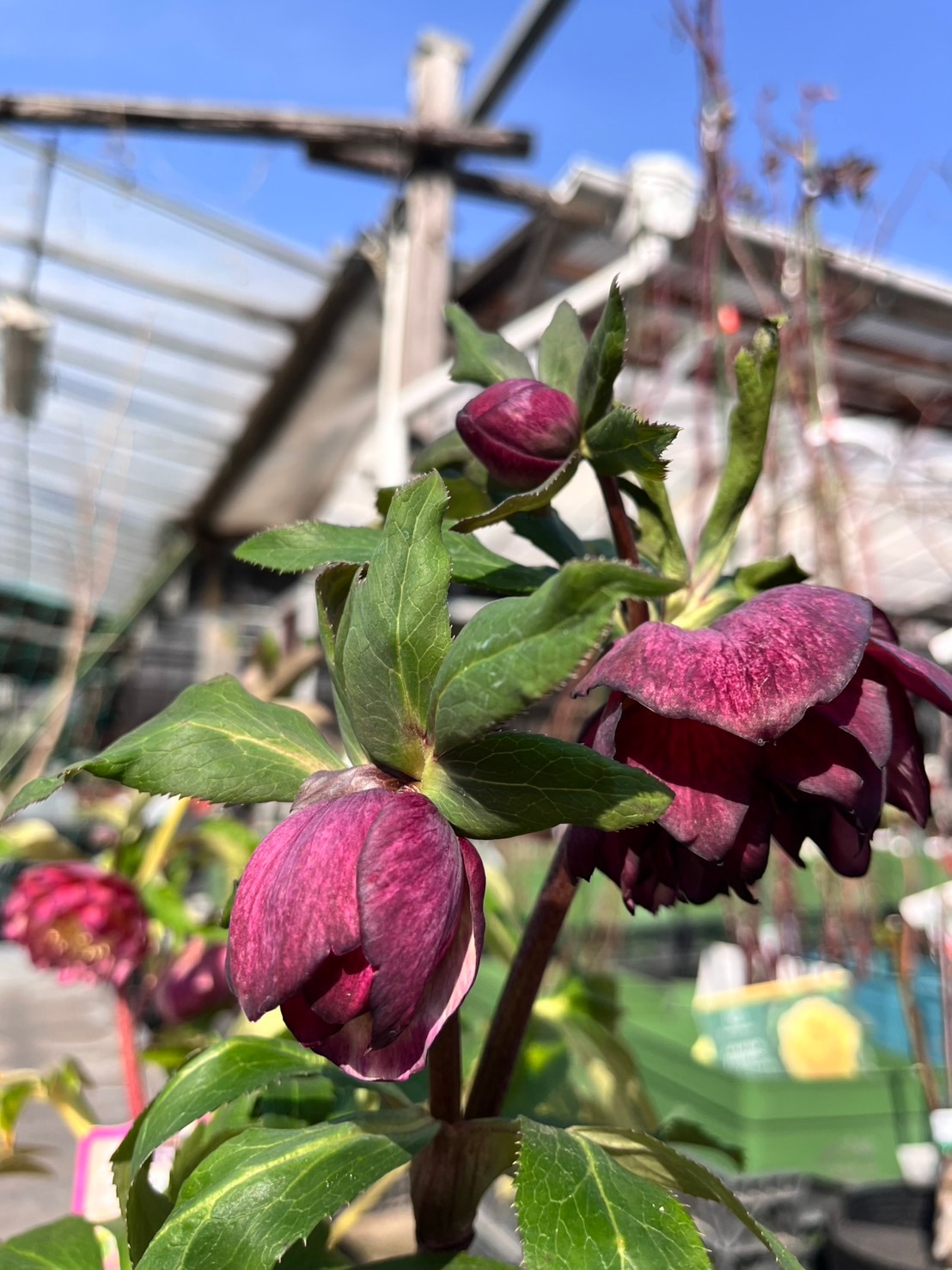 ダブル・バイカラー4寸【杉光園芸クリスマスローズ】③|ガーデン