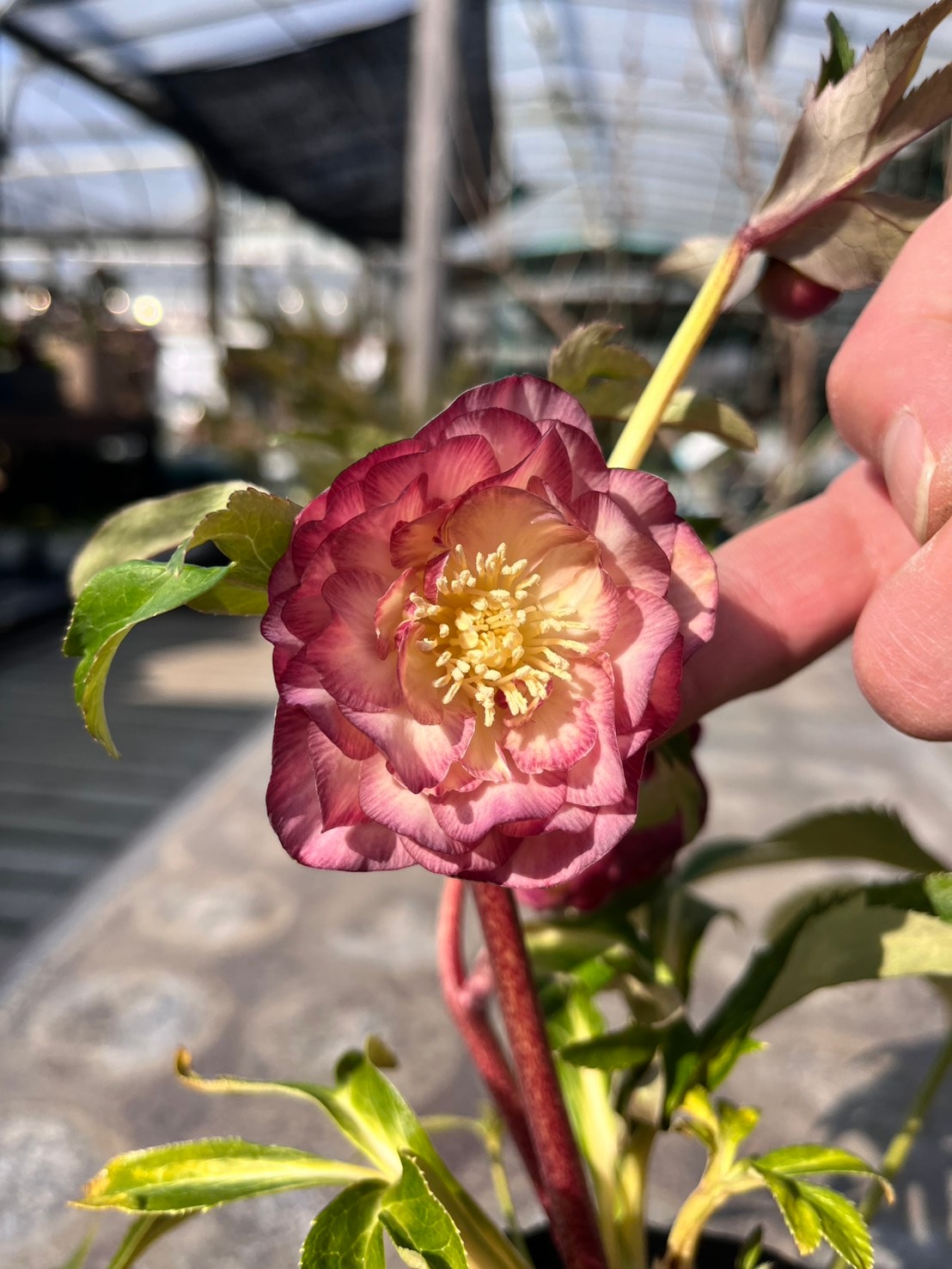 ダブル・アプリコット4寸【杉光園芸クリスマスローズ】①|ガーデン