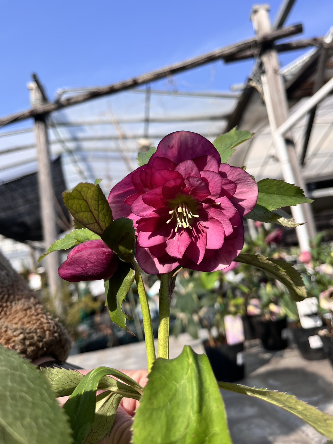 SPダブル－2 4寸【杉光園芸クリスマスローズ】⑭|ガーデンガーデン