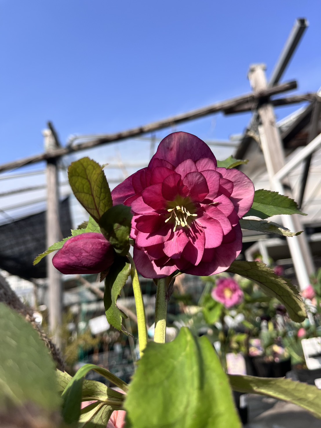 SPダブル－2 4寸【杉光園芸クリスマスローズ】⑭|ガーデンガーデン