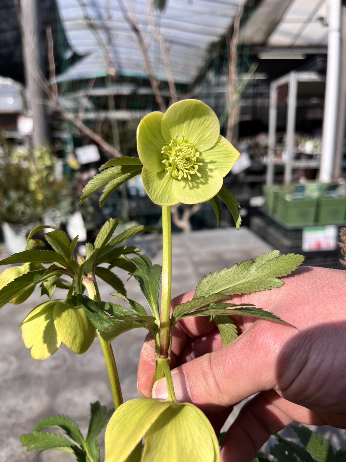 原種ボッコネイ　充実株　カップ咲　野田園芸タグ付き　芳香有り　クリスマスローズ 原種ボッコネイ4寸【杉光園芸クリスマスローズ】⑳|ガーデンガーデン