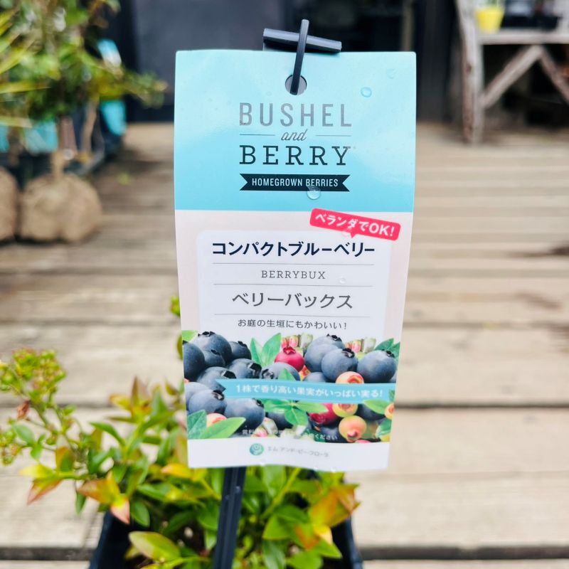 ベリーバックス【コンパクトブルーベリー】【BUSHL and BERRY