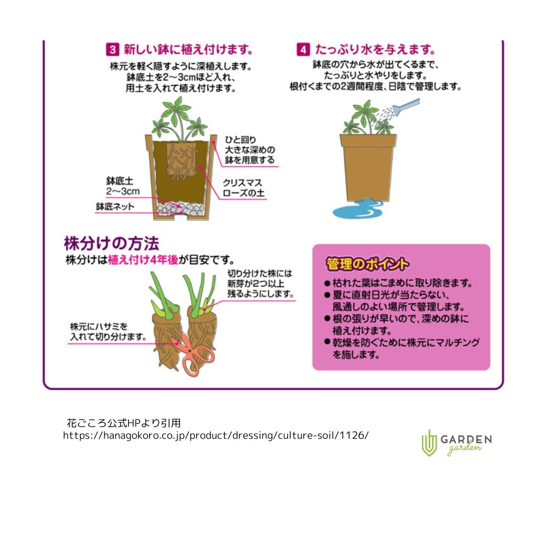 ごまたまご様ご検討苗㉖-248クリスマスローズ 園芸ネット本店