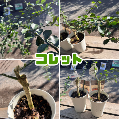 フィンガーライム 苗木5号鉢【フィンガーライムジャパン品種確定苗