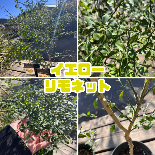 フィンガーライム 苗木5号鉢【フィンガーライムジャパン品種確定苗