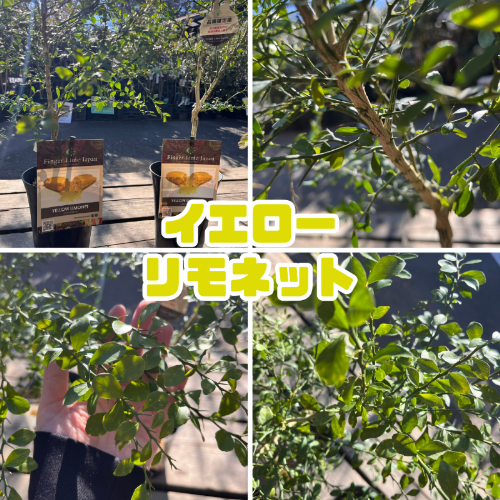 フィンガーライム 苗木5号鉢【フィンガーライムジャパン品種確定苗