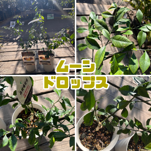 フィンガーライム苗4本セット フィンガーライム苗4点セット フィンガーライム苗4本セット フィンガー