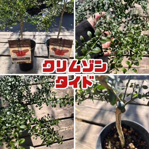 フィンガーライム 苗木5号鉢【フィンガーライムジャパン品種確定苗