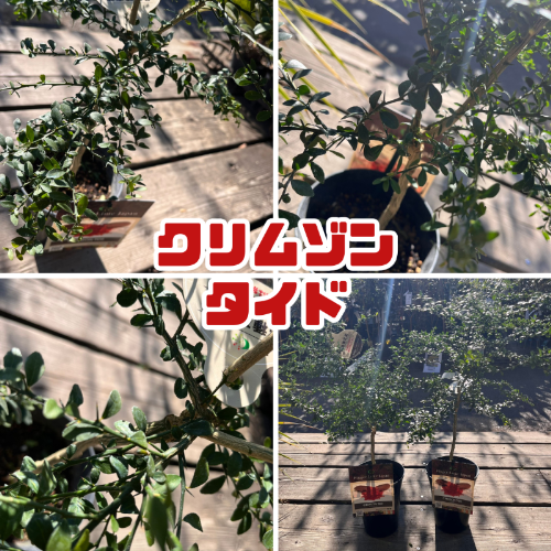 フィンガーライム 苗木5号鉢【フィンガーライムジャパン品種確定苗