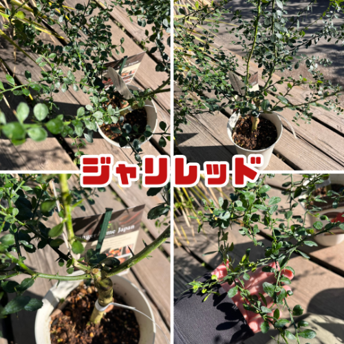 フィンガーライム 苗木5号鉢【フィンガーライムジャパン品種確定苗