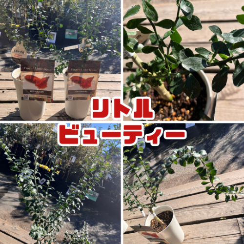 フィンガーライム　32苗セット(中) 6177hWwMtIL._AC_UF1000,