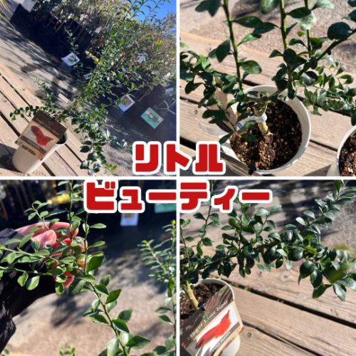 フィンガーライム 苗木5号鉢【フィンガーライムジャパン品種確定苗