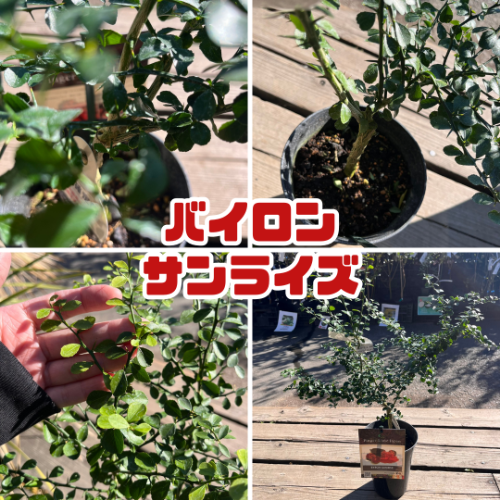 フィンガーライム 苗木5号鉢【フィンガーライムジャパン品種確定苗