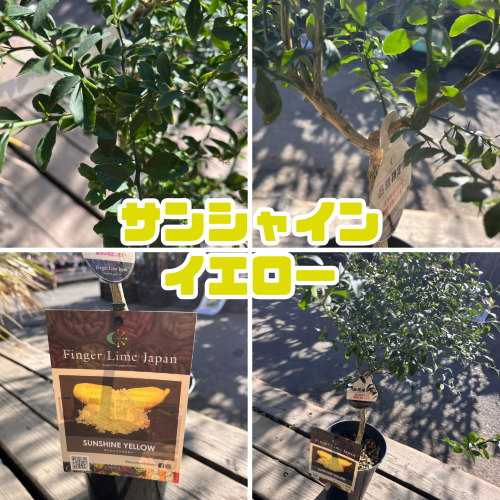 フィンガーライム 苗木5号鉢【フィンガーライムジャパン品種確定苗