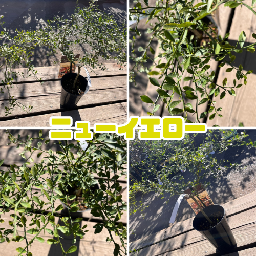 フィンガーライム 苗木5号鉢【フィンガーライムジャパン品種確定苗